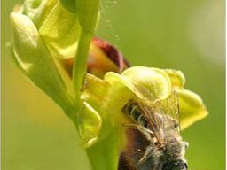 pseudocopulation-d-ophrys-sulcata_copy1